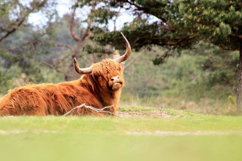 Schotse hooglander liggend in het gras van Bobsphotography