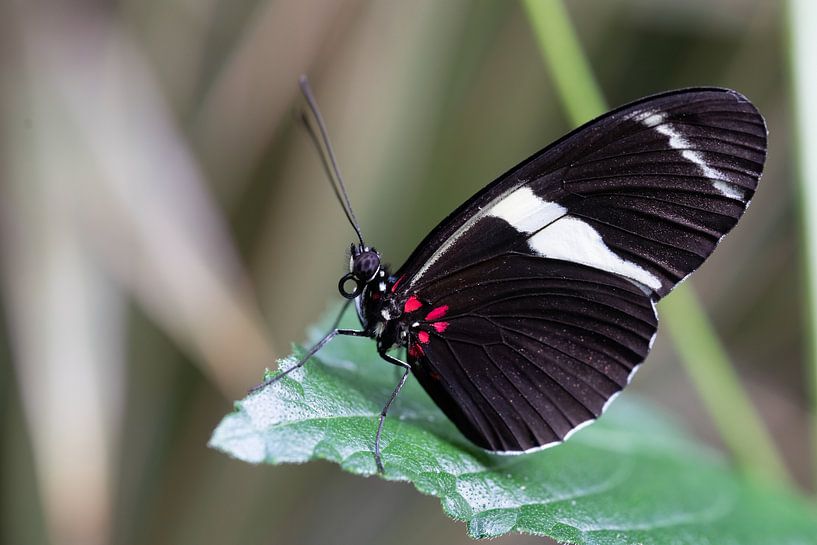 Heliconius sara vue latérale par Sandra Groenescheij