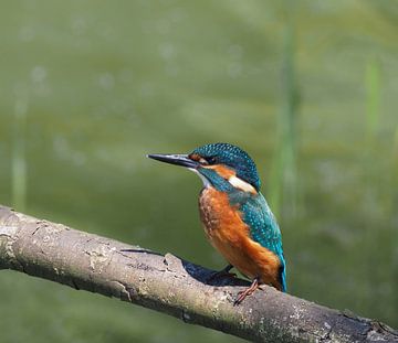 Jonge ijsvogel, de natuur op zijn mooist van Marjon Woudboer