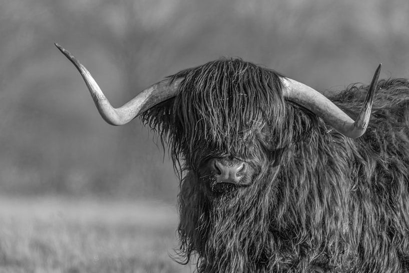 Scottish Highlander by Marieke Deinum