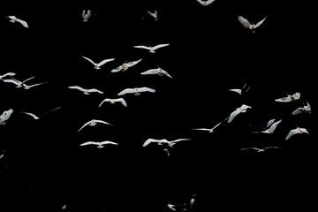 Cattle egret by Glenn Vlekke