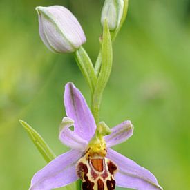 Bee Ragwort ( Ophrys apifera ), wilde orchidee, bloeiwijze, in het wild groeiende, wilde dieren, Eur van wunderbare Erde