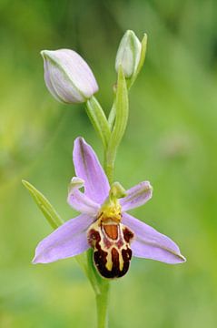 Bee Orchid ( Ophrys apifera ), close up, inflorescence, flowering blossom, wild orchid, native speci by wunderbare Erde