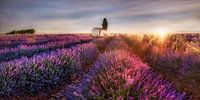 Champ de lavande en Provence en France dans la lumière du matin. par Voss Fine Art Fotografie Aperçu
