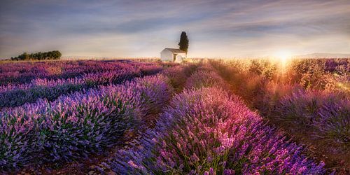 Lavendelveld in de Provence in Frankrijk in het ochtendlicht.