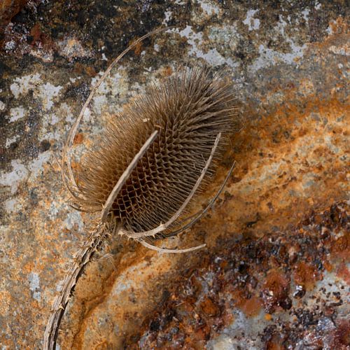 Dandelion by Saskia Schotanus