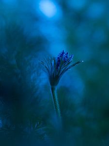 Bloem Wildemanskruid