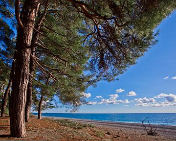 Pine grove (forest) on the shore of the blue sea on a summer evening. Pitsundskaya grove relic pine. by Michael Semenov