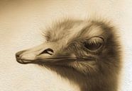 Ostrich by Freddy Hoevers thumbnail