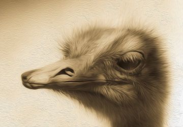 Struisvogel kop