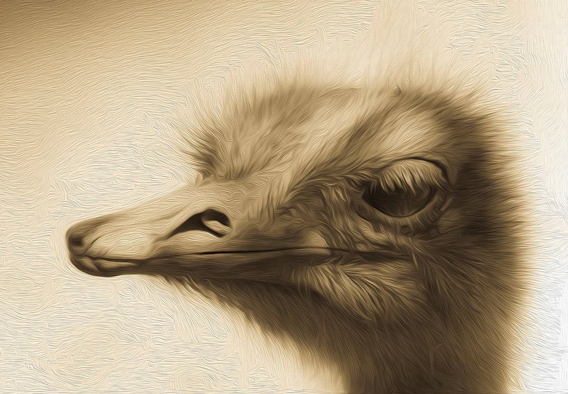 Ostrich by Freddy Hoevers