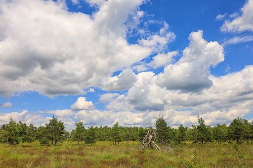 Rietlandschap met dennen en dood hout in het Wurzacher Ried - district Ravensburg
