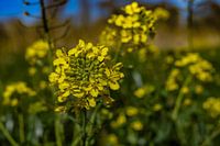 Alyssum