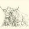 Ruhendes Hochlandrind Bleistiftzeichnung von Karen Kaspar