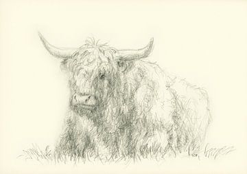 Rustend hoogland vee potloodtekening van Karen Kaspar