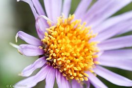 macro purple yellow flower by Eveline De keukelaere