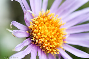 macro purple yellow flower