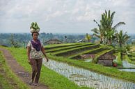Balinese op de Jatiluwih rijstvelden von Lex van Doorn Miniaturansicht
