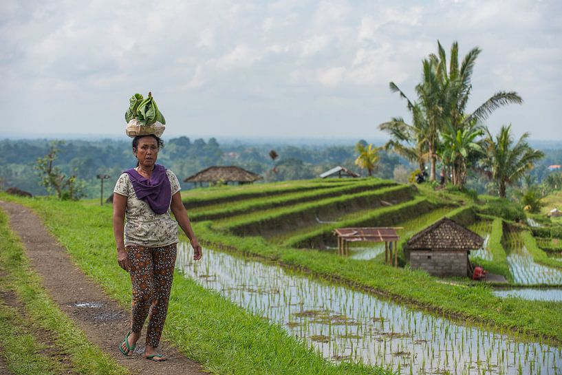 Balinese op de Jatiluwih rijstvelden von Lex van Doorn