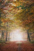 Herfstkleuren in het bos bij Gasselte