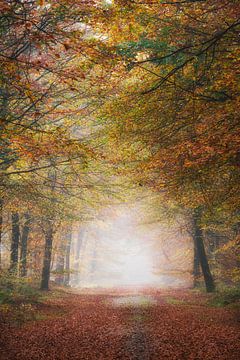 Autumn colors in the forest near Gasselte by Rick Goede