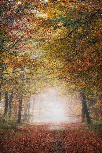 Autumn colors in the forest near Gasselte