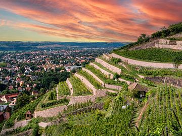 Uitzicht op de wijngaarden in Saksen van Animaflora PicsStock
