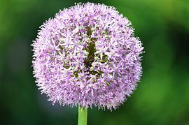 sierui by Marten Wieringa