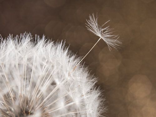 Vaarwel! Een pluisje verlaat de paardenbloem