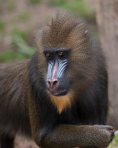 Mandril : Ouwehands Dierenpark by Loek Lobel