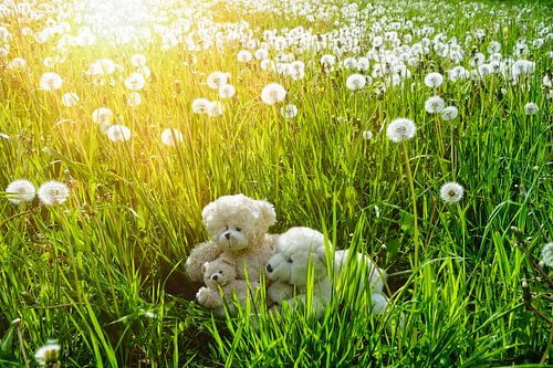 The Dandelion Teddy`s