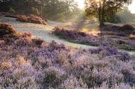 Heather Landscape Lievensberg, North Brabant by Teuni's Dreams of Reality thumbnail