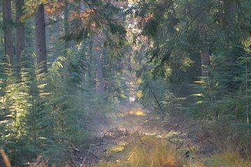 doorkijkje bos van Petra De Jonge