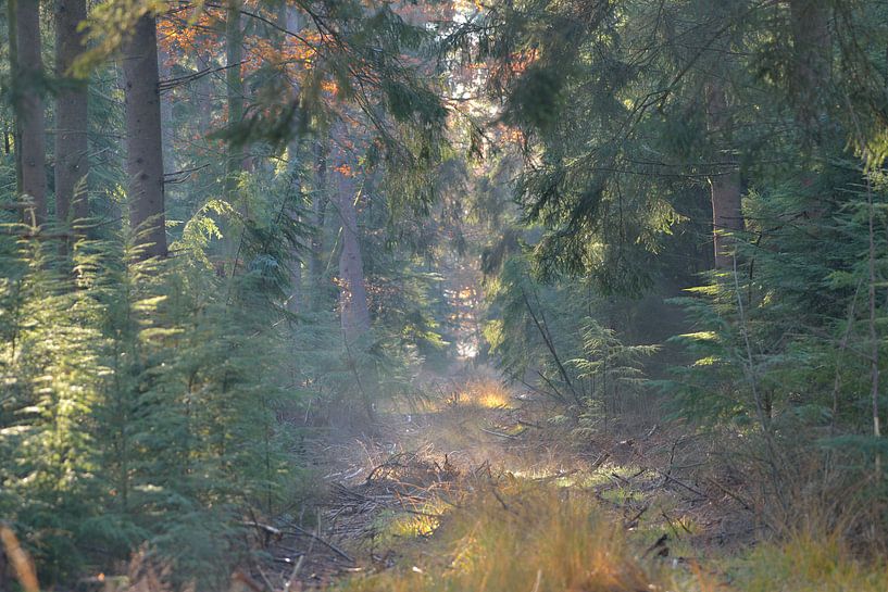 doorkijkje bos von Petra De Jonge