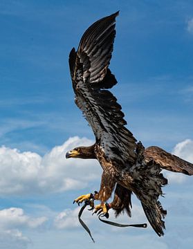 Eagle in flight by Jessica de Vries
