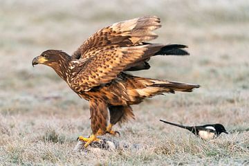 Bald eagle on dead badger by Bob de Bruin