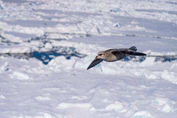 Stormvogel op Spitsbergen van Merijn Loch