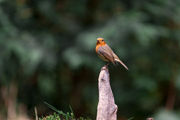 Robin on a branch by Jolanda Aalbers