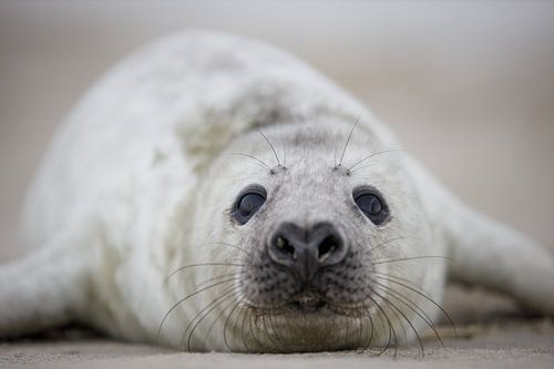 mooie zeehonden pup op het strand