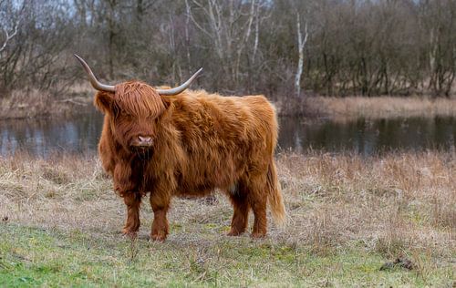 closeup galloway with big horns in the dutch nature