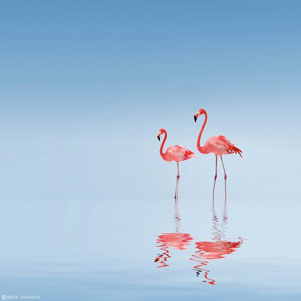 Flamingo by Bess Hamiti