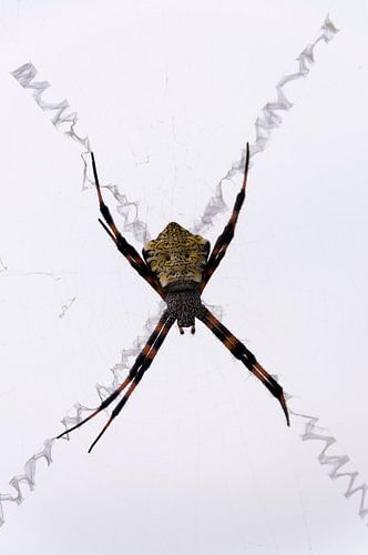 Spin in zigzag web