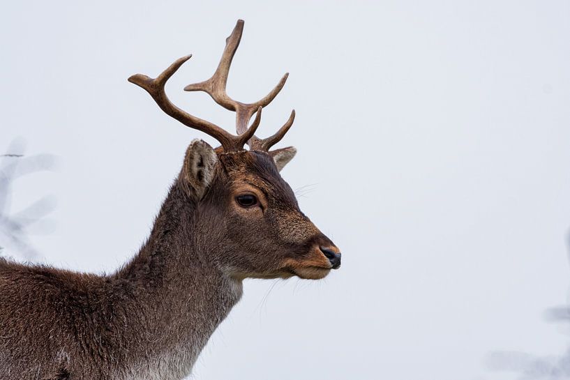 Portret Damhert Amsterdamse Waterleidingduinen van Merijn Loch