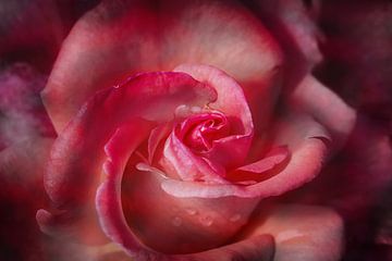 oranje-roze roos bloem met donker vignet, gebloemde achtergrond van SusaZoom