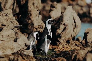 Penguins in Betty's Bay 5