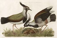 Kievit (Gavia Vulgaris, Tringa Vanellus) van Nederlandsche Vogelen, Cornelis Nozeman van Teylers Museum thumbnail