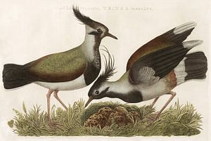 Kievit (Gavia Vulgaris, Tringa Vanellus) van Nederlandsche Vogelen, Cornelis Nozeman van Teylers Museum