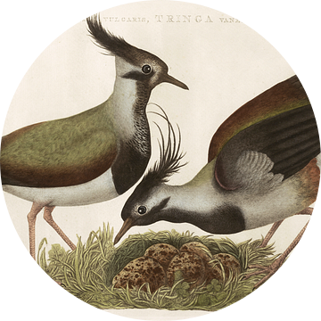 Kievit (Gavia Vulgaris, Tringa Vanellus) van Nederlandsche Vogelen, Cornelis Nozeman van Teylers Museum