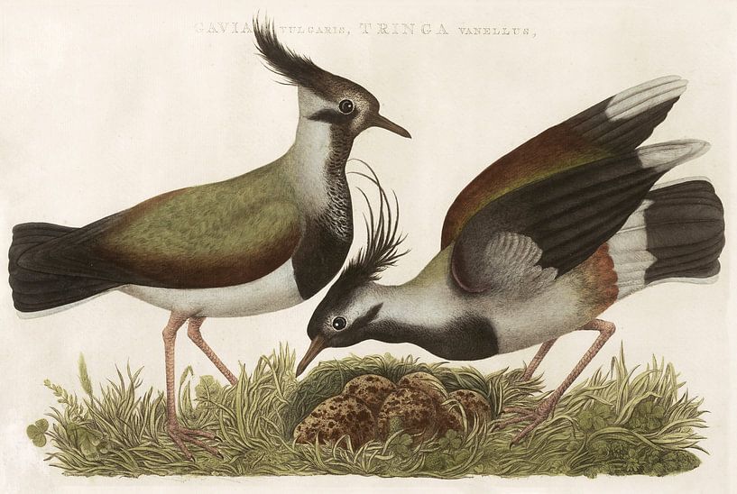 Kievit (Gavia Vulgaris, Tringa Vanellus) van Nederlandsche Vogelen, Cornelis Nozeman by Teylers Museum