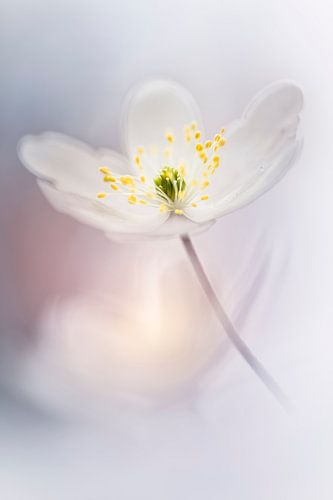 Romantische voorstelling van een bosanemoon